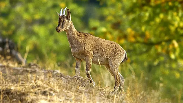Anadolu'nun Vahşi Zarafeti Hekimhan'da Görüldü