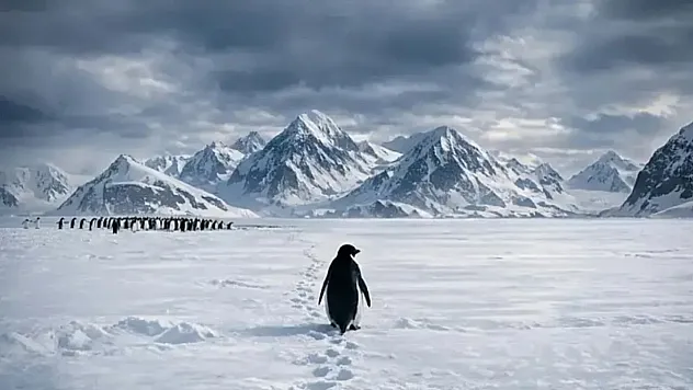 Antarktika Bozkırında Tek Başına İlerleyen Penguen Sosyal Medyayı Salladı
