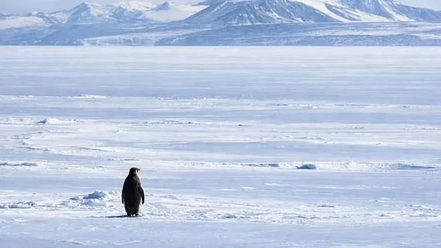 Antarktika Çöllerinin Dirençli Sakinleri Penguenlerin Dondurucu Soğuklarla Mücadelesi