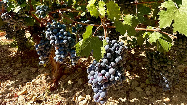 Arapgir'de Üzüm Hasadı Sürerken Rekolte Düşüşü Yaşanıyor