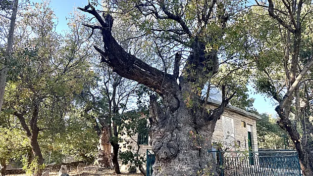 Arapgir'in Manevi Mirası 700 Yıllık Sakız Ağacı Hâlâ Ayakta