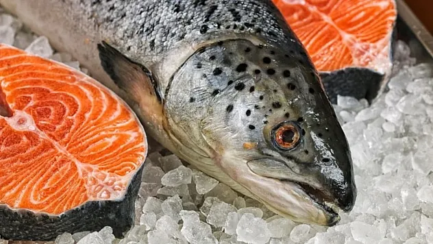 Artvin'den 67 Ülkeye Türk Somonu İhracatı: Karadeniz'in Mavi Altını Dünya Sofralarında