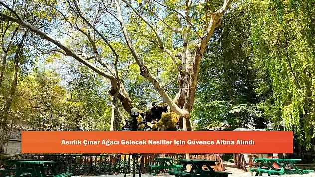Asırlık Çınar Ağacı Gelecek Nesiller İçin Güvence Altına Alındı