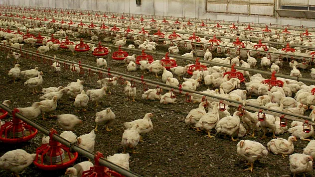 Avustralya'da Kuş Gribine Karşı Yeni Hamle!