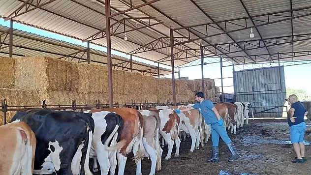 Aydın'da Şap Alarmı: 14 Mahalle Karantinada