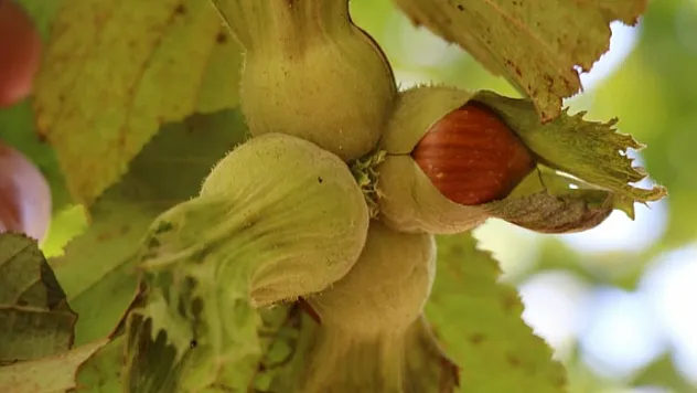 Bakan Yumaklı'dan Fındık Üreticisine Güvence: 2,3 Milyar TL Tazminat Ödenecek