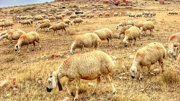 Bakanlıktan Yerli Hayvan Irklarına 2,7 Milyar TL Destek