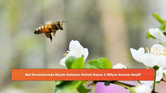 Bal Ormanlarında Büyük Gelişme: Koloni Sayısı 1 Milyon Sınırını Geçti!