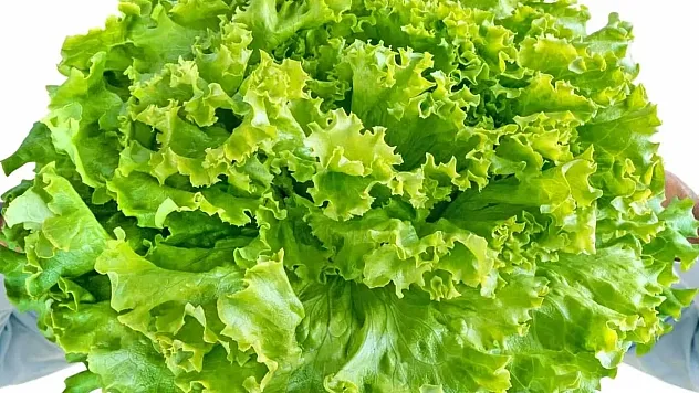 Balkonda Bile Yetişiyor Ama Fiyatı El Yakıyor: Eylül Ayında Marul Zam Şampiyonu Oldu