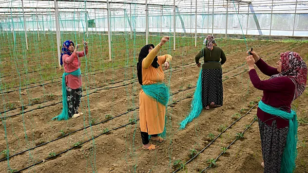 Batı Akdeniz'de Hububat İhracatı Rekor Kırdı: 8 Ayda Yüzde 136'lık Artış