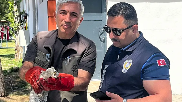 Battalgazi Zabıtasından Örnek Davranış! Yavru Baykuş Koruma Altına Alındı