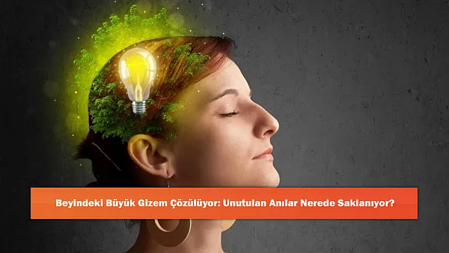 Beyindeki Büyük Gizem Çözülüyor: Unutulan Anılar Nerede Saklanıyor?