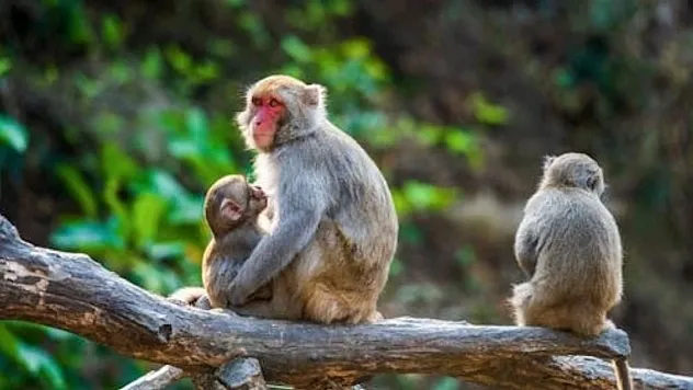 Bilim Dünyası Hayvanların Kendine Has Karakterleri Olduğunu Kanıtladı