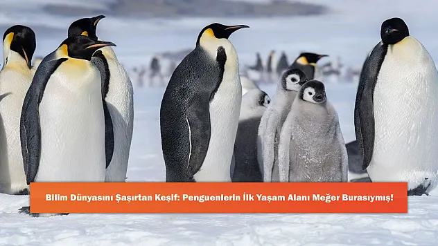 Bilim Dünyasını Şaşırtan Keşif: Penguenlerin İlk Yaşam Alanı Meğer Burasıymış!
