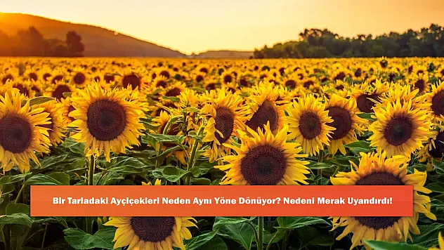 Bir Tarladaki Ayçiçekleri Neden Aynı Yöne Dönüyor? Nedeni Merak Uyandırdı!