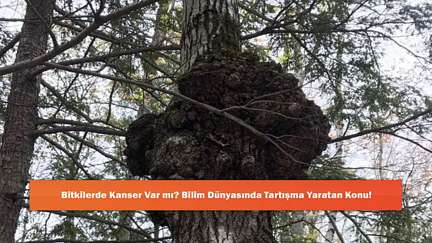 Bitkilerde Kanser Var mı? Bilim Dünyasında Tartışma Yaratan Konu!