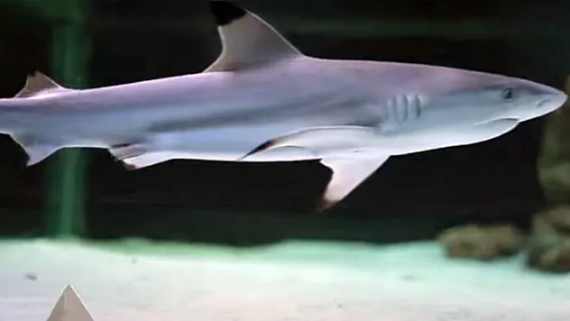 Brezilya'da 13 Yaşındaki Çocuk Köpekbalığı Saldırısında Can Verdi!