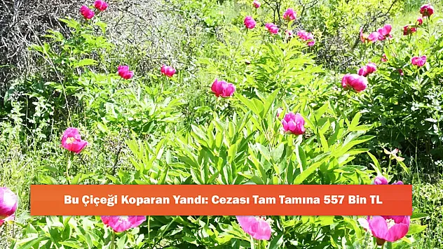 Bu Çiçeği Koparan Yandı: Cezası Tam Tamına 557 Bin TL