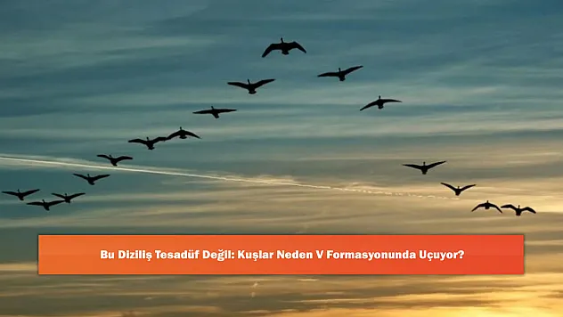Bu Diziliş Tesadüf Değil: Kuşlar Neden V Formasyonunda Uçuyor?