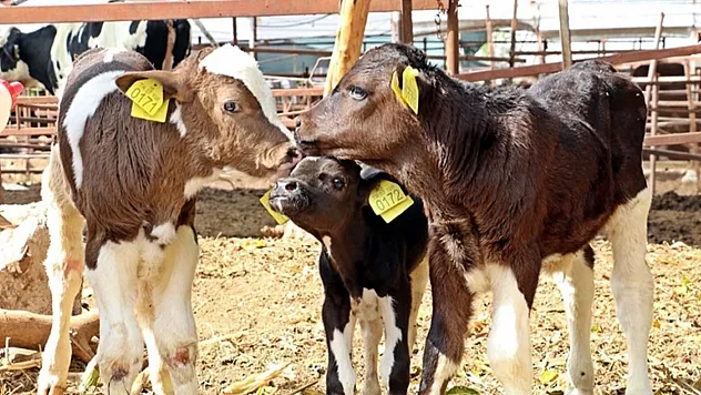 Buzağı–Malak Desteğinde Kritik Tarih: Başvuru İçin Son Gün 1 Aralık! Yetiştiricilere Acil Uyarı