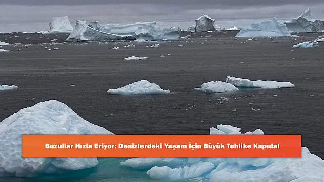 Buzullar Hızla Eriyor: Denizlerdeki Yaşam İçin Büyük Tehlike Kapıda!