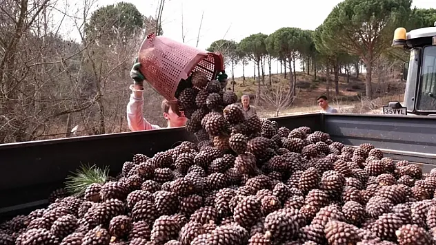 Çam Fıstığı: Ege'den Dünyaya Uzanan Doğal ve Kültürel Miras