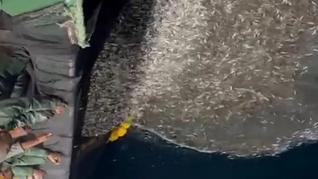 Çanakkale'de Örnek Davranış: Balıkçılar Ağa Takılan Binlerce Yavru Balığı Denize Geri Bıraktı