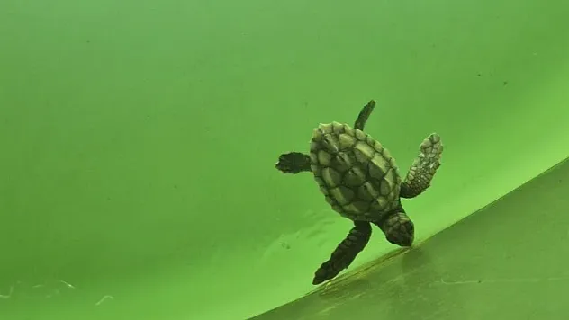 Caretta Caretta Yavruları Birer Birer Denize Ulaşıyor!