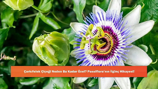 Çarkıfelek Çiçeği Neden Bu Kadar Özel? Passiflora'nın İlginç Hikayesi!