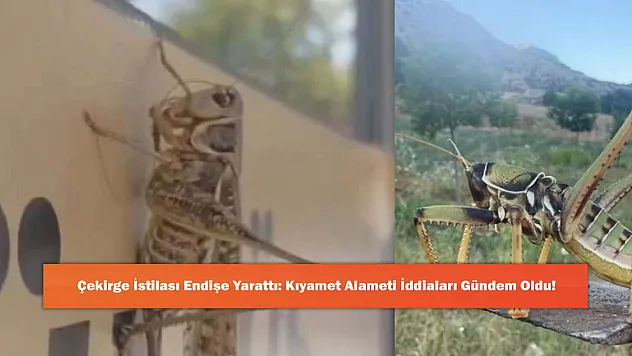 Çekirge İstilası Endişe Yarattı: Kıyamet Alameti İddiaları Gündem Oldu!