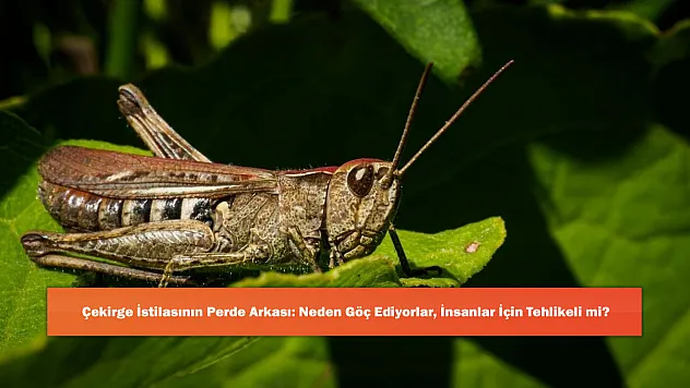 Çekirge İstilasının Perde Arkası: Neden Göç Ediyorlar, İnsanlar İçin Tehlikeli mi?