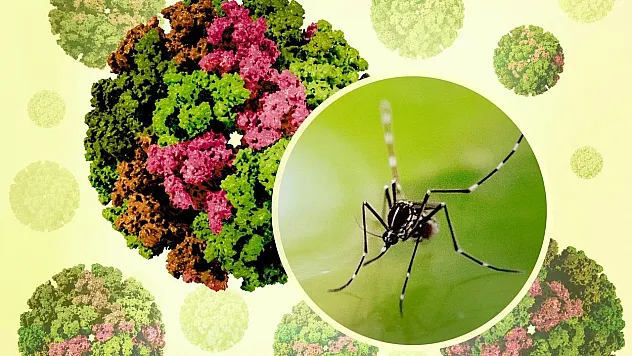 Chikungunya Virüsü Çin'de 7 Bini Aştı: Türkiye'de Tehlike Var mı?