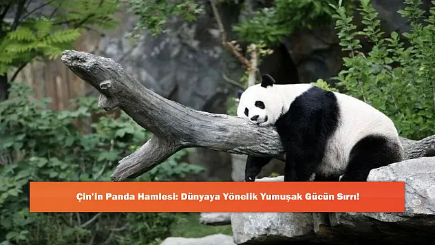 Çin'in Panda Hamlesi: Dünyaya Yönelik Yumuşak Gücün Sırrı!