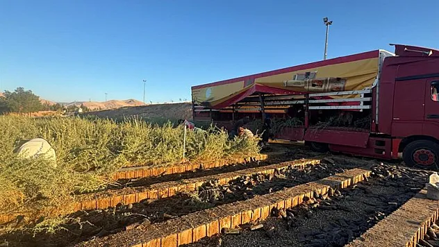 Çöl Bitkisi Mucizesi Malatya'da: Hayvancılık İçin Ekolojik Devrim!