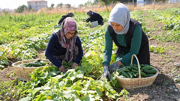 Çubuk'tan Dünya Pazarına Dev Çıkarma! Muzdan Balığa 45 Farklı Çeşit