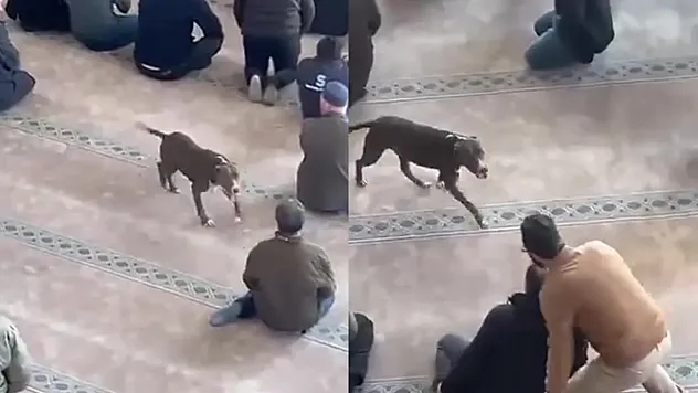 Cuma Namazı Esnasında Cami İçerisinde Yaşanan Pitbull Paniği Hareketli Dakikalara Sahne Oldu