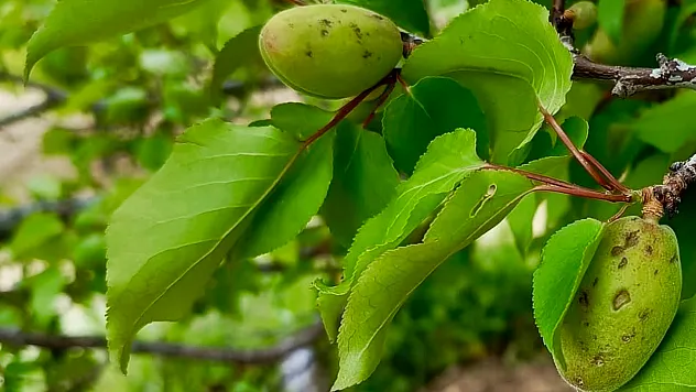 Darende'de Dolu Yağışı Sonrası Kayısı Bahçeleri Zarar Gördü