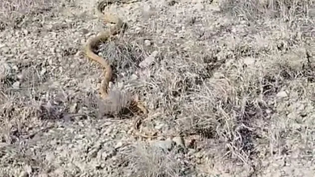 Darende'de Kırmızı Yılan Gözlemi: Ekosistem Zenginleşiyor