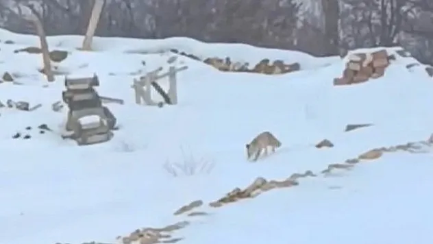 Darende'de Kış Doğayı Vurdu: Yaban Hayvanları Açlıkla Karşı Karşıya