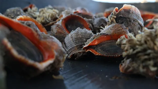 Deniz Salyangozu İhracatı 20 Milyon Dolar Barajını Aştı