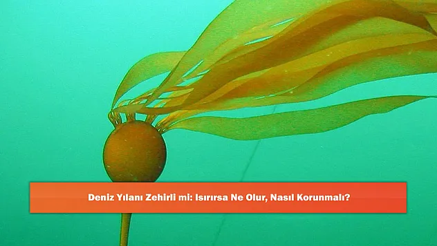 Deniz Yılanı Zehirli mi: Isırırsa Ne Olur, Nasıl Korunmalı?
