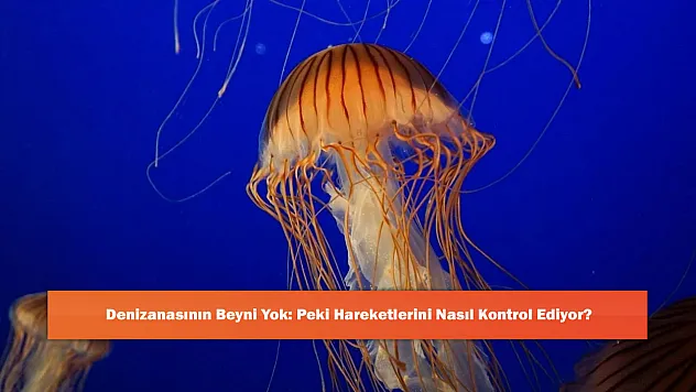Denizanasının Beyni Yok: Peki Hareketlerini Nasıl Kontrol Ediyor?