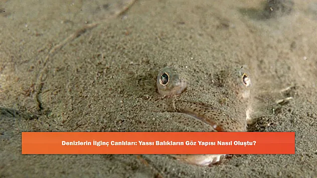 Denizlerin İlginç Canlıları: Yassı Balıkların Göz Yapısı Nasıl Oluştu?