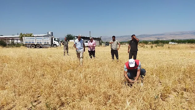 Devlet Desteği Sonuç Verdi! Malatya'da 500 Tonluk Rekolte Bekleniyor