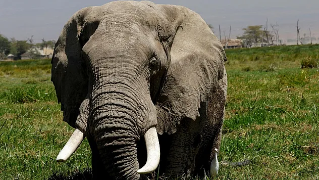 Doğanın Dev İlaç Deposu! Afrika Fillerinin Tıbbi Bitki Gizemi Çözüldü