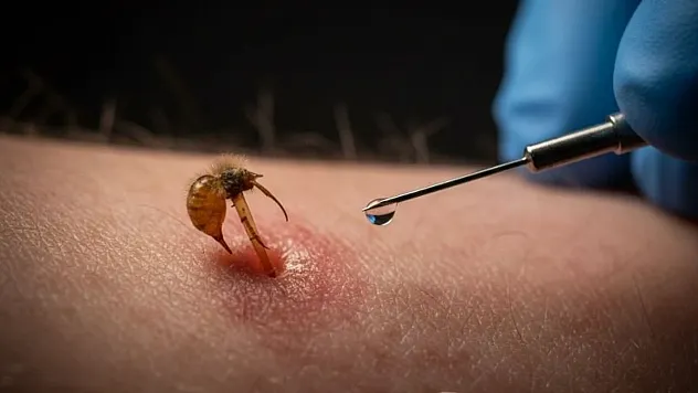 Doğanın En Keskin Savunma Mekanizması Olan Arı İğnesindeki Mikroskobik Mühendislik ve Acının Fizyolojisi