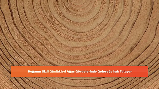 Doğanın Gizli Günlükleri Ağaç Gövdelerinde Geleceğe Işık Tutuyor