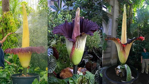 Doğanın Sıra Dışı Dev Bitkisi Ceset Çiçeği Hakkında Bilinmeyen Tüm Detaylar