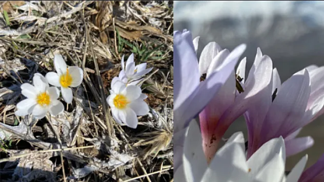 Doğanşehir'de Bahar Mesaisi Başladı: Dağlar Sarı Beyaza Büründü!