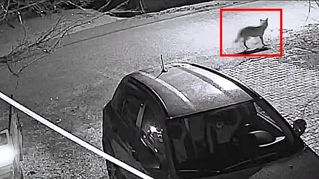 Doğanşehir'de Beklenmedik Misafir: Aç Kalan Kurt Mahalleye İndi!